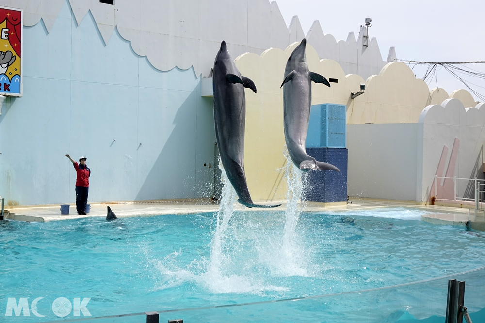 須磨海濱水族園海豚表演