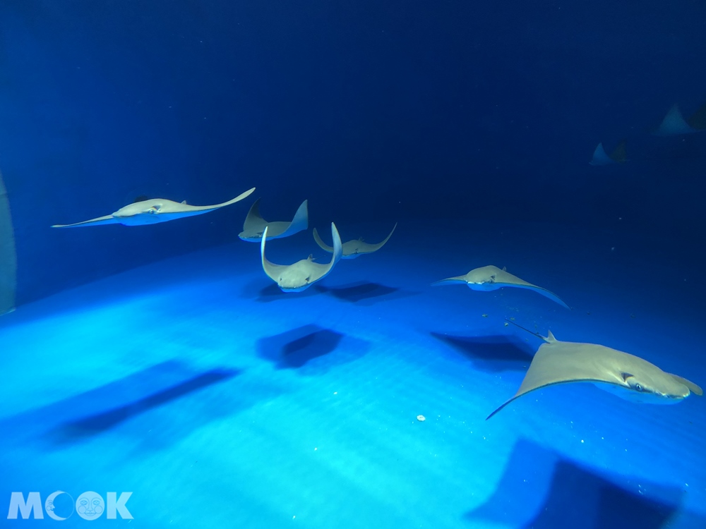 Xpark 暖海生機 魟魚