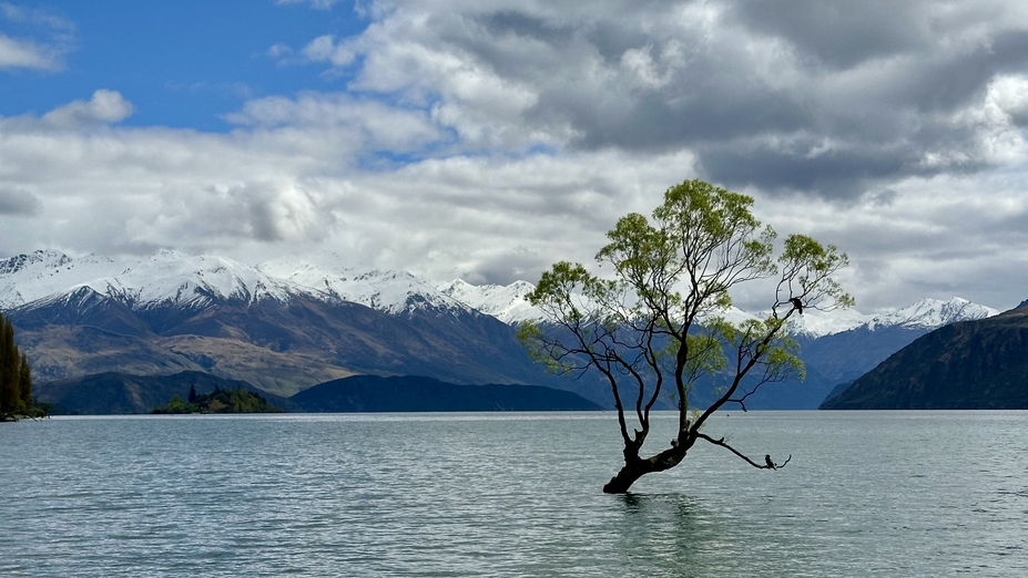 湖中樹 ThatWanakaTree